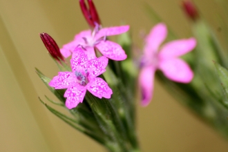 Deptford Pink