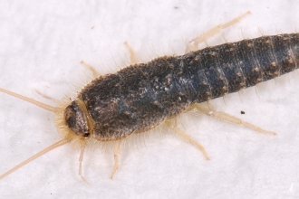 Silverfish