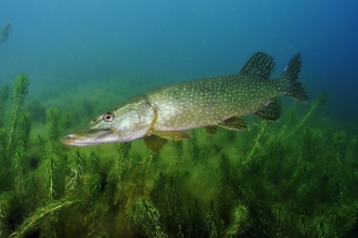 Freshwater fish  Cornwall Wildlife Trust