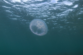 Jellyfish | Cornwall Wildlife Trust