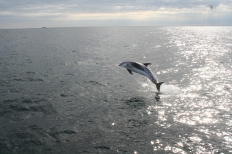 White-beaked dolphin