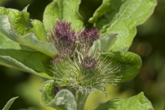 Greater burdock