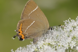 White-letter hairstreak butterfly