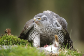 Birds of Prey - The Cornish Birds of Prey Centre