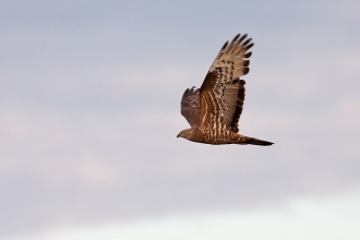 Birds of Prey - The Cornish Birds of Prey Centre