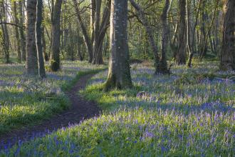 Pendarves Wood