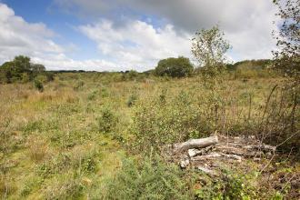 Redlake Cottage Meadows