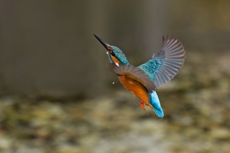 Kingfisher Building with Nature by Malcolm Brown