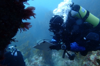 Seasearch dive at Gull Rock near Holywell Bay