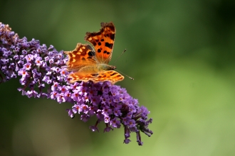 Comma Butterfly by Terry Dunstan Environmental records Centre 