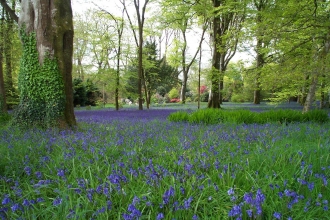 Bluebells at Burncoose Open Garden