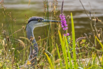 Heron at Lethytep Open Garden