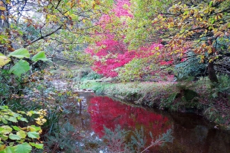 Magnificent colour at Milpool Open Garden