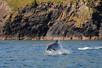 Bottlenose Dolphin - Adrian Langdon
