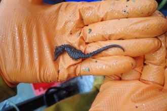 Short snouted seahorse Hippocampus hippocampus, during survey, by Matt Slater