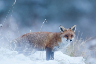 Winter fox by Danny Green