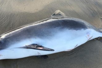 Harbour Porpoise