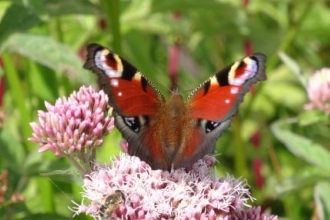 Butterfly on Flower