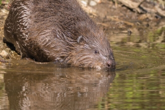 Beavers in Cornwall