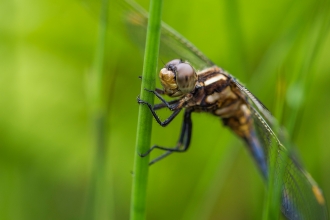 Dragonfly by Ben Watkins
