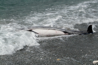 Marine Strandings Appeal