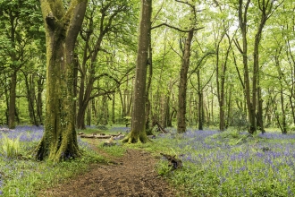 Pendarves Woods full panoramic by Ben Watkins 