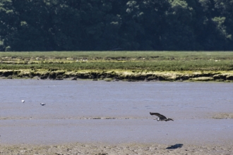Tamar Estuary