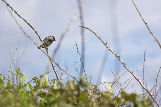 House Sparrow by Ben Watkins