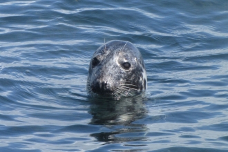 Grey Seal