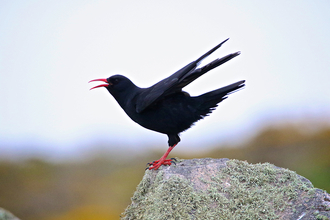 Chough Martin Yelland 