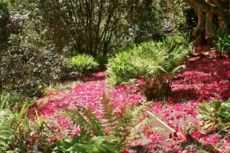 Garden Flowers