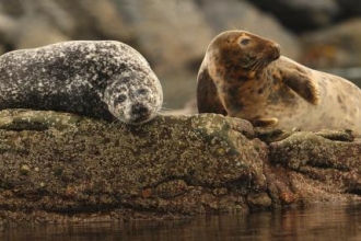 a common and grey seal by Ian Mccarthy 0