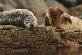 a common and grey seal by Ian Mccarthy 0