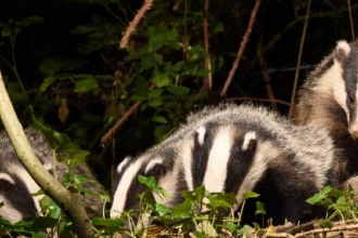 badgers_by_david_lidstone