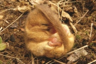 Dormouse