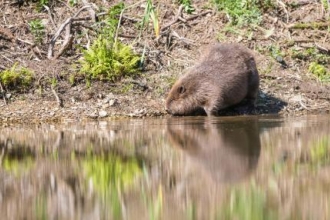Beaver Enters Water