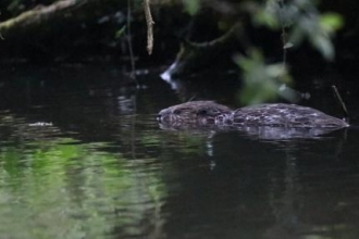 beaver_kit_by_nina_constable