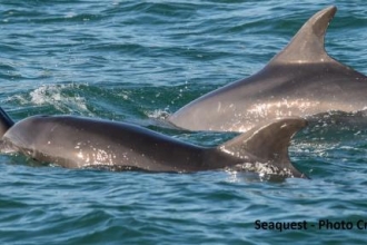Bottlenose and Calf