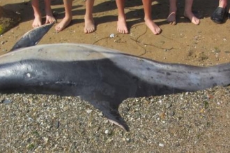 Stranded Common Dolphin