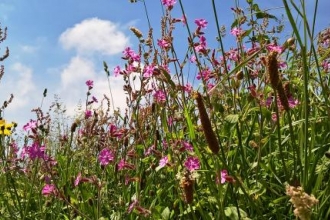 Cornish Farm Hedge