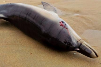 Common Dolphin - Holywell Bay