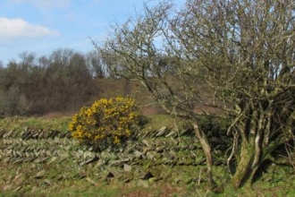 delabole_hedge_by_jocelyn_murgatroyd