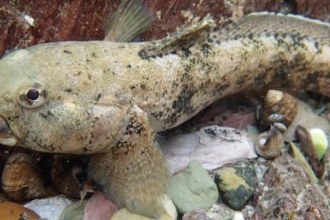 Giant Goby