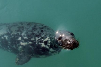 Grey Seal