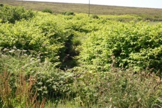 Japanese Knotweed
