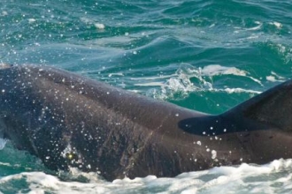 Bottlenose Dolphin