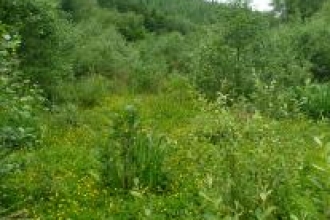 open_mosaic_of_trees_and_wetland_area_typical_of_a_county_wildlife_site_credit_sue_hocking