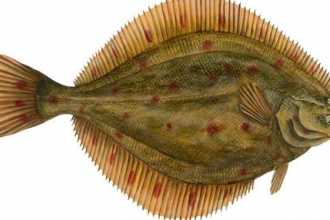 Plaice