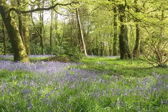 bluebell field at Coldrenick