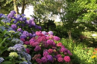 blue, purple and pink hydrangeas flower from one shrub in a beautiful display of colour